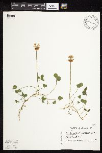 Trifolium repens image
