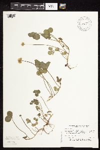 Trifolium repens image