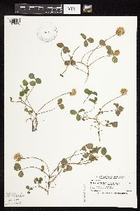 Trifolium repens image