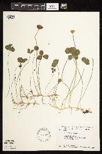 Trifolium repens image