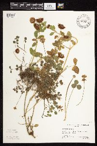 Trifolium repens image