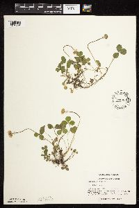 Trifolium repens image