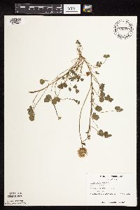 Trifolium repens image