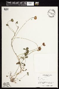 Trifolium repens image