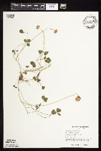 Trifolium repens image