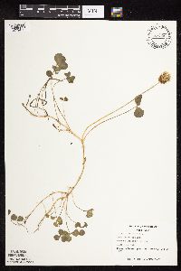 Trifolium repens image