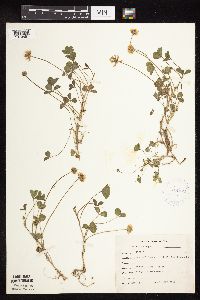 Trifolium repens image