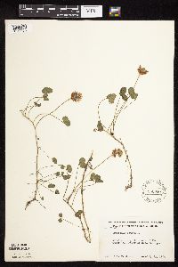 Trifolium repens image