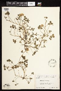 Trifolium repens image