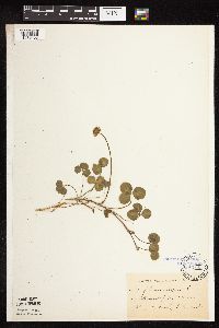 Trifolium repens image