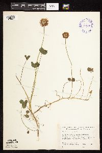 Trifolium repens image