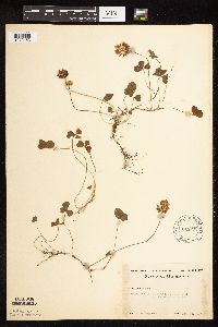 Trifolium repens image