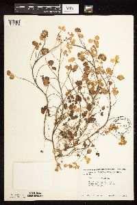 Trifolium repens image