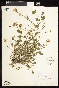 Trifolium repens image