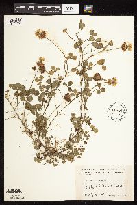 Trifolium repens image
