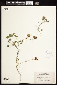 Trifolium repens image