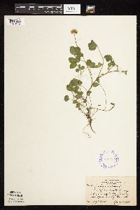 Trifolium repens image