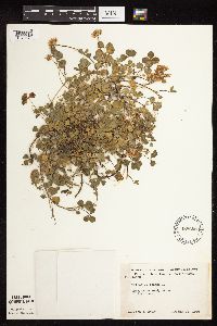 Trifolium repens image