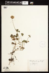 Trifolium repens image