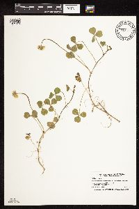 Trifolium repens image