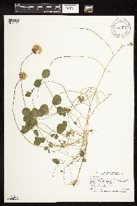 Trifolium repens image