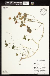 Trifolium repens image