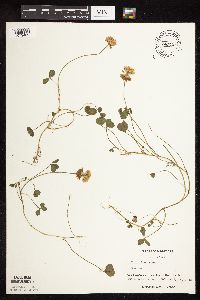 Trifolium repens image