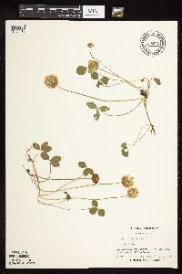 Trifolium repens image