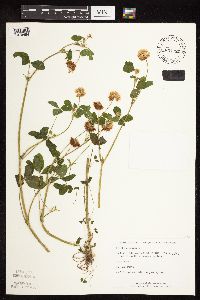 Trifolium repens image