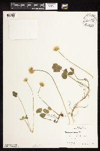 Trifolium repens image