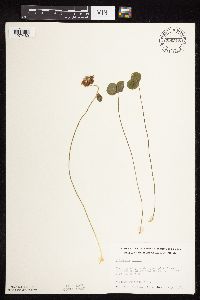 Trifolium repens image
