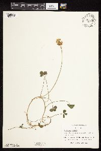 Trifolium repens image