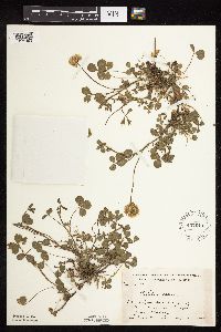 Trifolium repens image