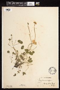 Trifolium repens image