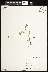 Trifolium repens image