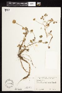 Trifolium repens image