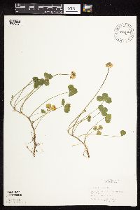 Trifolium repens image