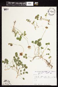 Trifolium repens image