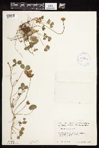 Trifolium repens image