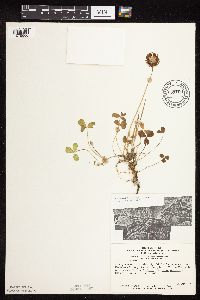 Trifolium repens image
