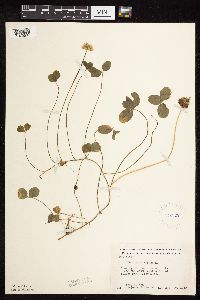 Trifolium repens image