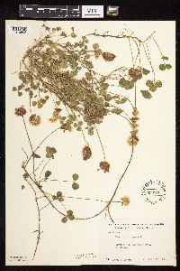 Trifolium repens image