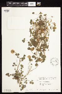 Trifolium repens image