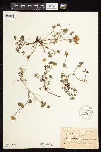 Trifolium repens image