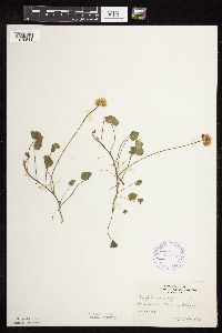 Trifolium repens image