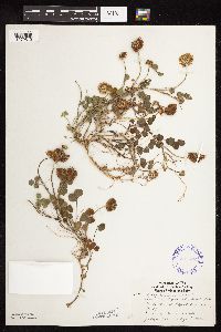 Trifolium repens image