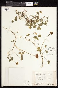 Trifolium repens image