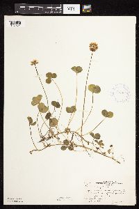 Trifolium repens image