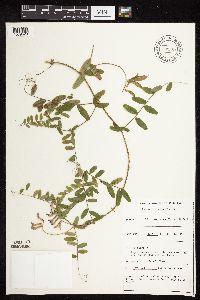 Vicia americana image