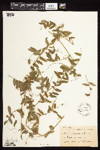 Vicia americana image